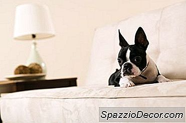 Terrierii Din Boston Și Tremurând