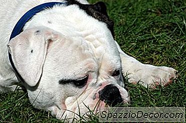 Brachycephalic Syndrom In Den Englischen Bulldoggen