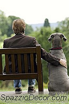 Spezzare La Necessità Di Un Cane