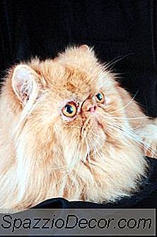 Vấn Đề Về Hơi Thở Ở Mèo Ba Tư