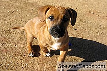 Lievito Di Birra E Aglio Per Cani