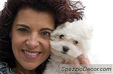Borsta En Bichon