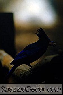 Bullying Pada Burung