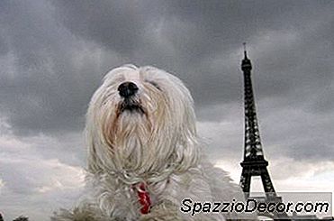 犬の心を落ち着かせる
