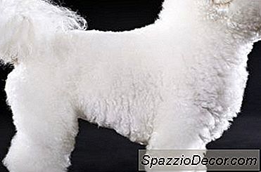 Keperluan Kalori Daripada A Bichon Frise 2020