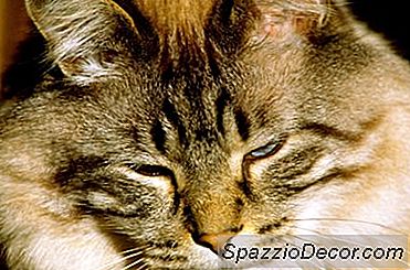 I Gatti Possono Essere Allergici Ai Farmaci Per L'Anestesia?