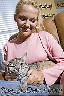 Kediler İnsanlarda Nöbetleri Hissedebilir Mi?