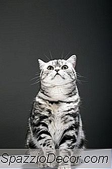 I Gatti Possono Ottenere Il Blocco Intestinale Dal Mangiare La Pelliccia?