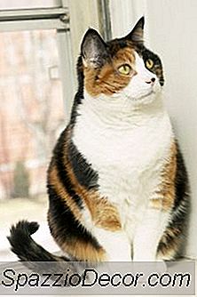 Os Gatos Podem Se Recuperar Do Hipertireoidismo?