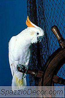 ¿Puede Una Cacatúa Crecer Sus Plumas Hacia Atrás?