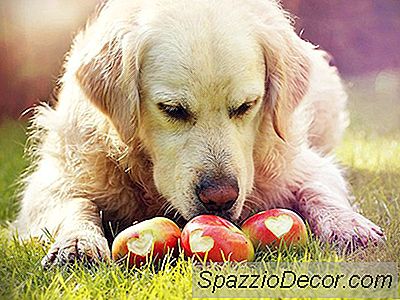 Kan Hunde Spise Æbler?