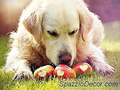 Köpekler Elma Yiyebilir Mi?