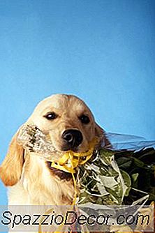 Können Hunde Nelkenstängel Essen?
