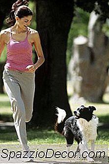 Können Hunde Mit Stiefeln Laufen?