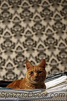 Dapatkah Pengering Lembar Menyakiti Kucing?