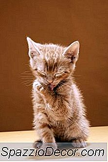 Os Ácaros Da Orelha Podem Causar Lambidas E Mordidas Excessivas Em Gatos?