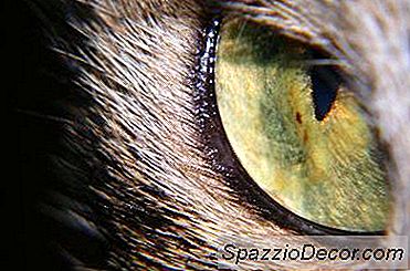 Ear Mites ในแมวสามารถทำให้เกิด Weepy Eye ได้หรือไม่?