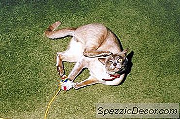 Kan Loppene Gjøre Katter Aggressive?