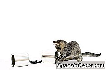 Yavru Kedileri Çok Erken Vermek Onları Deli Hale Getirebilir Mi?