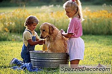 Kunnen Golden Retrievers Haar Verliezen Door Een Droge Huid?