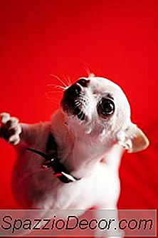 Chihuahualarda Hipoglisemi Karaciğer Yetersizliğine Neden Olabilir Mi?