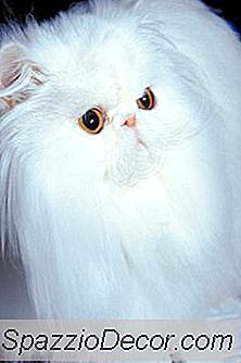 Một Con Mèo Lông Dài Có Thể Có Được Một Quả Bóng Tóc Bị Mắc Kẹt Trong Cổ Họng?