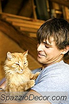 I Gatti Castrati Possono Ridurre L'Odore Di Urina?