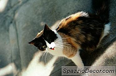 Boleh Mengelakkan Kucing Tidak Disosialisasikan Mereka?