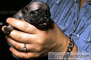 ¿Pueden Los Cachorros Recién Nacidos Ser Entrenados En Cajas?