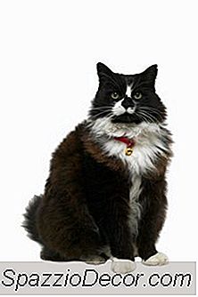 Voiko Raskaana Oleva Kissa Rokottaa?