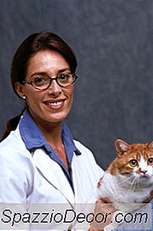 Gli Steroidi Nei Gatti Possono Essere Interrotti Bruscamente?