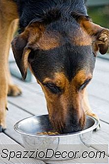 La Mauvaise Nourriture Pour Chien Peut-Elle Causer Une Perte Excessive De La Peau?