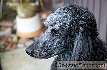Você Pode Dar Uma Aspirina Poodle Envelhecimento Para Dor No Quadril?