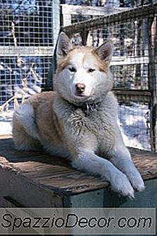 Kan Du Give En Sibirisk Husky Et Hårsnit?