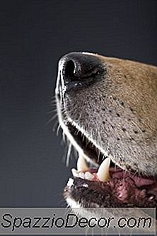 Kan Du Använda En Ultraljud Tandborste På En Hund?