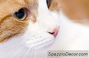 Vitaminas De Combate Ao Câncer Para Gatos