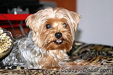 คำแนะนำการดูแลสำหรับ A Yorkie