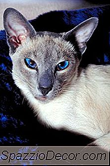 Sabitlendikten Sonra Ağır Bir Şekilde Yavaşlayan Kedi