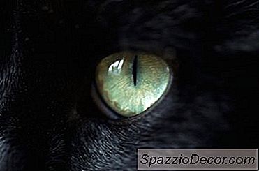 Cat Eyesight After Hyperthyroidism
