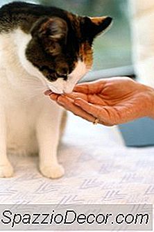 El Gato Engulle La Comida Y Luego Los Vómitos