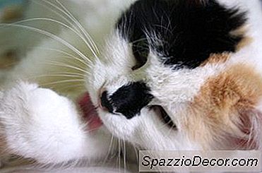 Pontas Da Preparação Do Gato Para Um Revestimento Macio Brilhante