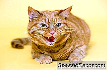 Gatto Che Ringhia Dopo L'Anestesia