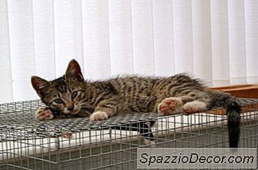 Ide Kennel Cat