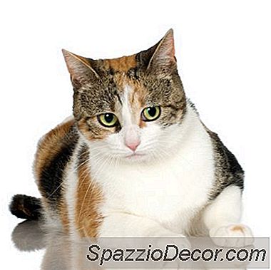 La Pulizia Compulsiva Di Un Gatto