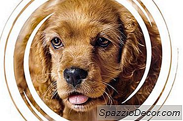Cocker Spaniel'Deki Kataraktlar