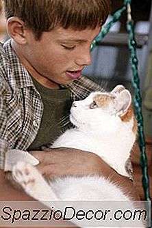 Diet Kucing Untuk Diabetes & Ibd