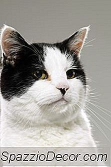 Katter Og Humane Høyt Blodtrykkspiller