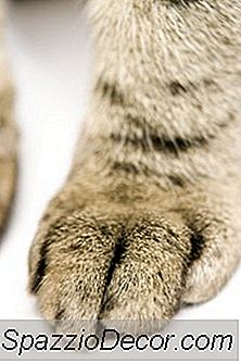Katter Med Unormalt Antall Toes