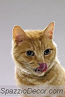 Oorzaken Van Slechte Adem In Katten