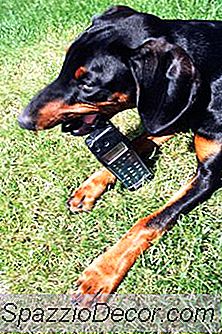 Chew Tratamente Pentru Câini